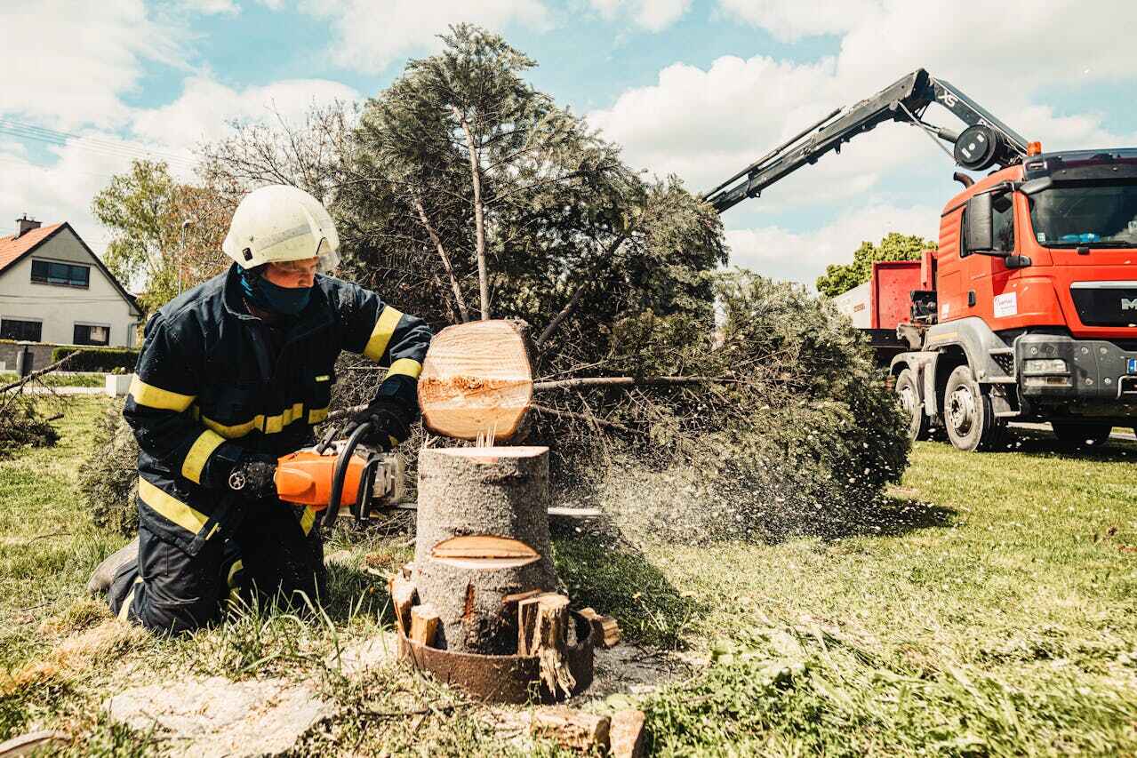 The Steps Involved in Our Tree Care Process in Lula, GA